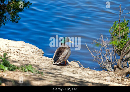 Mallard duck crogiolarsi al sole, Novato, CALIFORNIA, STATI UNITI D'AMERICA Foto Stock