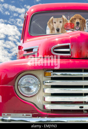 Golden Retrievers in un retro rosso camioncino rosso con dadi fuzzy. Foto Stock