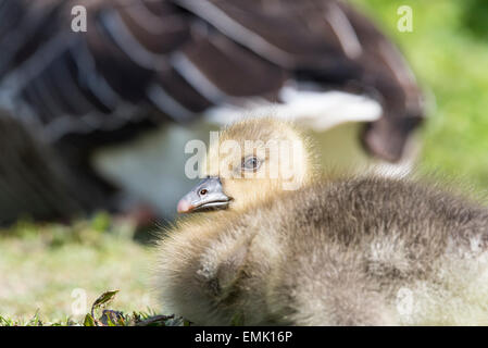 Gosling Graylag sull'appoggio sull'erba Foto Stock