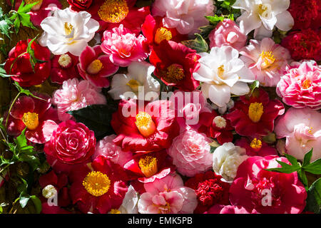 Japanese camellia (Camellia japonica) bianco e fiori rossi Foto Stock