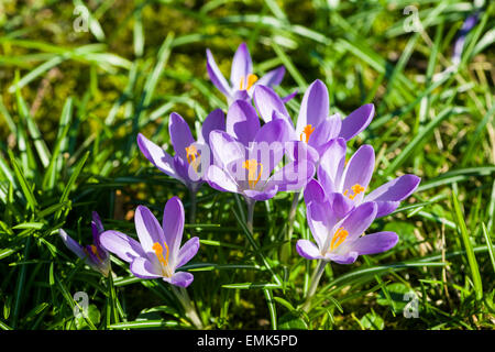 Crochi viola (Crocus tommasinianus) che fiorisce in un prato, Germania Foto Stock