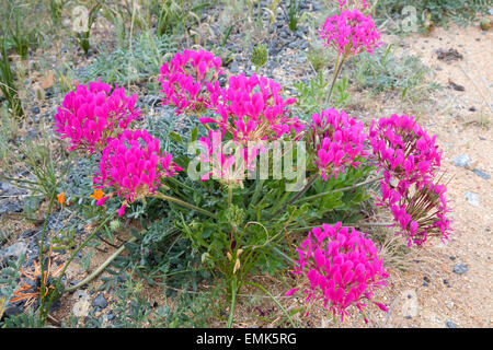 Pelargonium incrassatum, regione del Capo, in Sud Africa Foto Stock