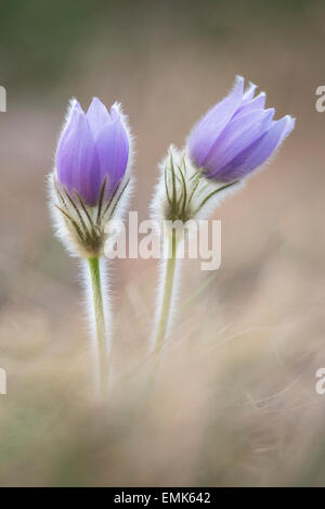 "Pasque Fiori (Pulsatilla vulgaris) in un prato, Austria Inferiore, Austria Foto Stock