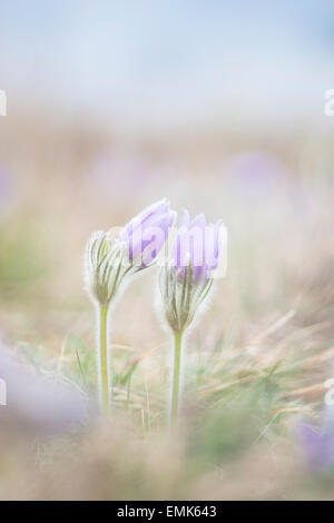 "Pasque Fiori (Pulsatilla vulgaris) in un prato, Austria Inferiore, Austria Foto Stock