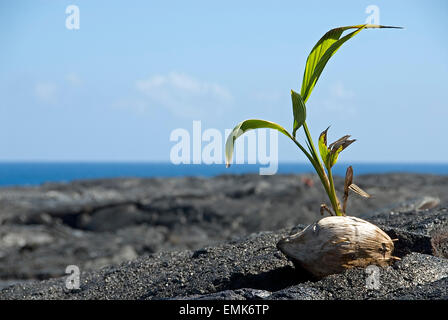 Piccola palma cresce al di fuori di un noce di cocco, Big Island delle Hawaii, Foto Stock
