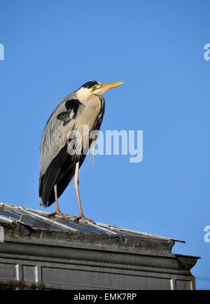 Airone cinerino (Ardea cinerea) in piedi su un tetto, Baden-Württemberg, Germania Foto Stock