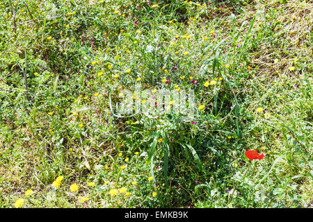 Papaveri selvatici e fiori di tarassaco in Sicilia montagna in primavera Foto Stock