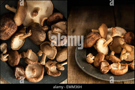 Raccolta di immagini di di funghi shiitake freschi in moody luce naturale impostazione con stile vintage Foto Stock