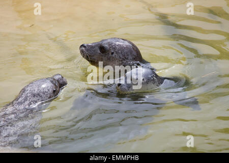 Sija; guarnizione comune; Phoca vitulina due prigionieri con Pup; Cornish guarnizione santuario; Regno Unito Foto Stock