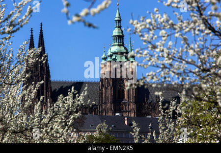 Vista della primavera della Cattedrale di San Vito a Praga, albero della Repubblica Ceca Foto Stock