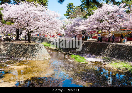 Primavera rosa fiori di ciliegio in piena fioritura in condizioni di luce solare intensa presso la popolare spot di bellezza sul fiume Shukugawa, nishinomiya, Giappone. Foto Stock