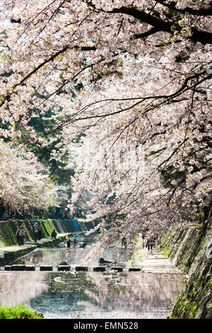 Primavera rosa fiori di ciliegio in piena fioritura in condizioni di luce solare intensa presso la popolare spot di bellezza sul fiume Shukugawa, nishinomiya, Giappone. Foto Stock