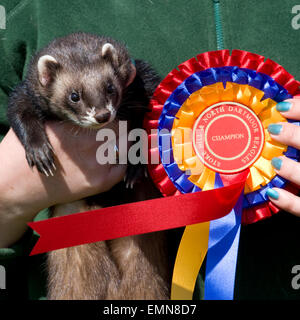 campione del furetto Foto Stock