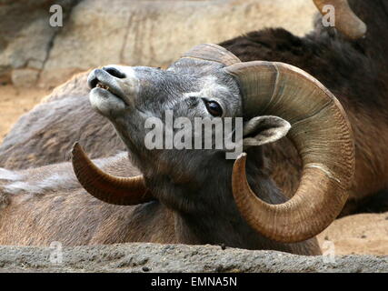 Ritratto di una feroce maschio maturo Bighorn (Ovis canadensis) Foto Stock