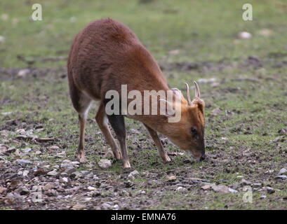 Asia maschio Reeve's muntjac deer (Muntiacus reevesi pascolo Foto Stock