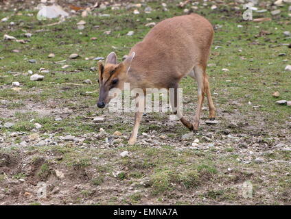 Reeve femmina del cervo muntjac (Muntiacus reevesi) Foto Stock