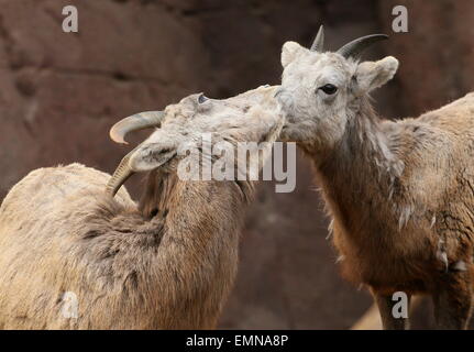 Due femmina Bighorn (Ovis canadensis) Foto Stock