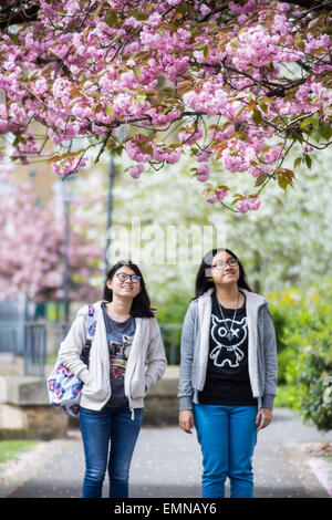 Londra, Regno Unito. Il 22 aprile, 2015. Due studenti di ammirare la fioritura di San Paolo sagrato, Deptford © Guy Corbishley/Alamy vivere N Foto Stock