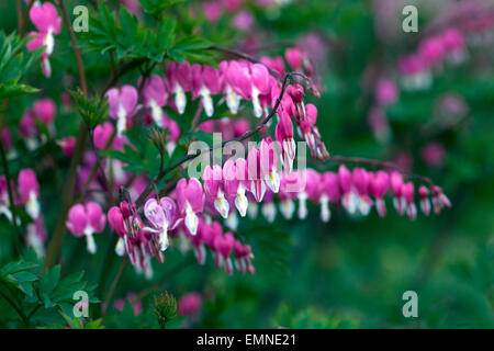 Dicentra spectabilis Lamprocapnos spectabilis Bleeding Hearts April Flowers Foto Stock