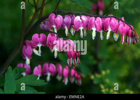 Dicentra spectabilis Lamprocapnos spectabilis Loves Lies Bleeding Hearts pianta decorativa nel giardino dei fiori di aprile Foto Stock