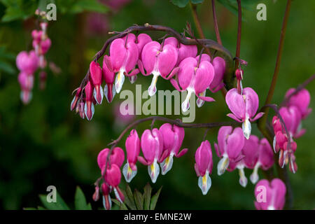 Lamprocapnos spectabilis fiori rosa sanguinanti cuori Dicentra spectabilis arcuato fioritura pianta Foto Stock