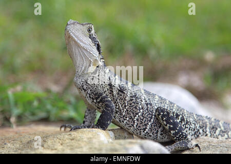 Acqua australiano dragon (Physignathus lesueurii) seduto su una roccia e godersi il sole a Cabbage Tree Bay in Manly, Sydney Foto Stock