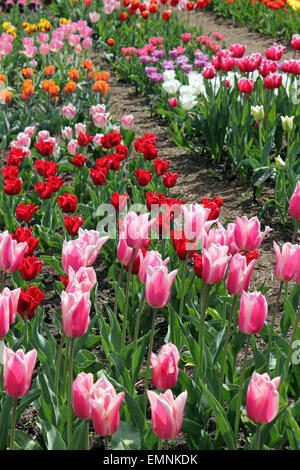 Wisley Gardens, Surrey, Inghilterra, Regno Unito. Il 22 aprile 2015. La sorprendente display di oltre 350 varietà di tulipani che sono stati piantati nel novembre 2013 per creare il nuovo Wisley Tulip Garden. Il 14.000 lampadine saranno in fiore da ora fino ai primi di maggio, la creazione di un display a colori. Credito: Julia Gavin UK/Alamy Live News Foto Stock