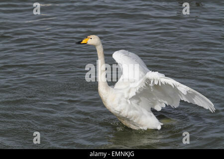 Whooper Swan su acqua Foto Stock