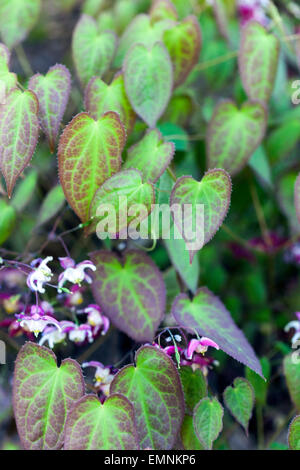 Epimedium rubrum, Barrenwort lascia Foto Stock