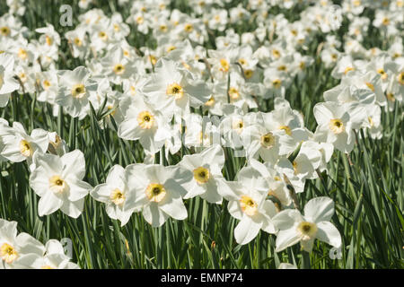 La molla bianca masse di Narciso un sacco di daffodil mazzo di fiori in giardino con bagliore arancione su petali da corona Foto Stock