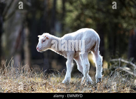 Immagine naturale di un simpatico agnello solo due settimane camminando nel prato Foto Stock