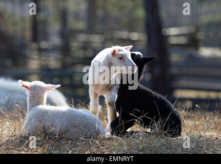 Tre gli agnelli per godersi la vita di una giornata soleggiata nel prato Foto Stock