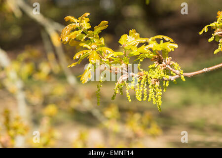 Inglese Quercia comune, Quercus robur e un ramo in fiore, infiorescenza maschile fiori amenti con nuove foglie in via di sviluppo Foto Stock