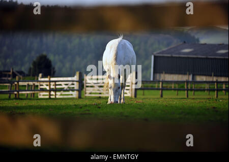 Un cavallo bianco lambisce sull'erba in un campo nei pressi del villaggio di Ysbyty ystwyth nel Galles centrale. Foto Stock