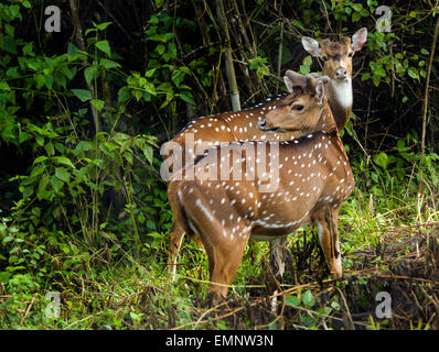 Avvistato cervi In Nagarhole Parco Nazionale di Karnataka Foto Stock