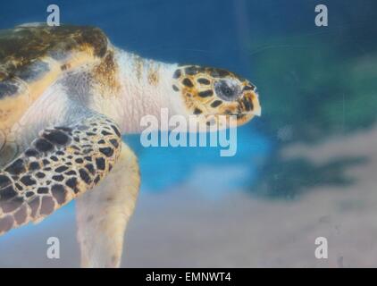 Tartaruga (hawksbill SEA TURTLE) sott'acqua Foto Stock