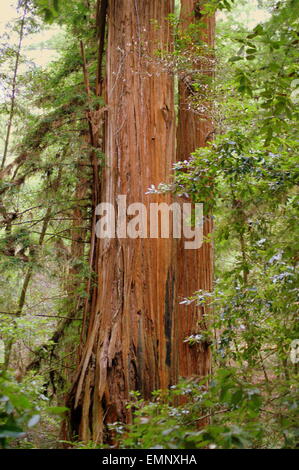 GIGANTE ROSSO PINES Foto Stock