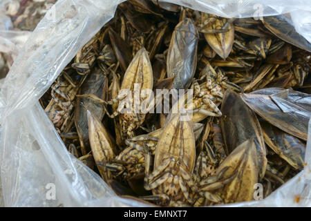 Acqua gigante di bug o immersioni subacquee coleotteri, Lethocerus indicus, su un prodotto alimentare stallo in un mercato a Bangkok, in Thailandia Foto Stock