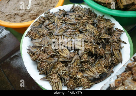 Acqua gigante di bug o immersioni subacquee coleotteri, Lethocerus indicus, su un prodotto alimentare stallo in un mercato a Bangkok, in Thailandia Foto Stock