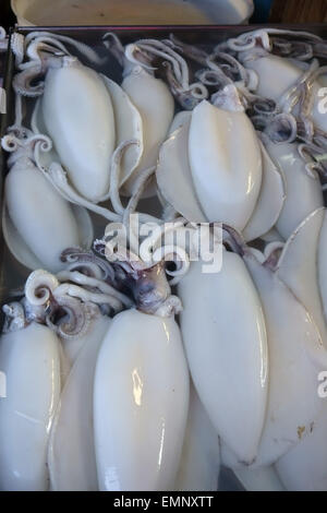 Calamari freschi su un umido a base di pesce e frutti di mare in stallo a Bangkok mercato alimentare, Thailandia Foto Stock