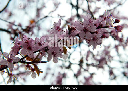 Fiori di colore rosa su una ciliegia susino, Prunus cerasifera 'Pissaardii', con il rosso scuro foglie fioritura in primavera Foto Stock