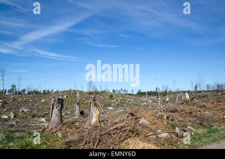 Monconi in corrispondenza di un taglio chiaro area forestale in Svezia Foto Stock