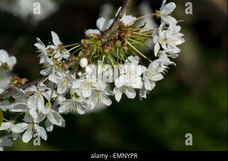 Fiori di piante selvatiche o bird ciliegia, Prunus avium, back lit in primavera Foto Stock