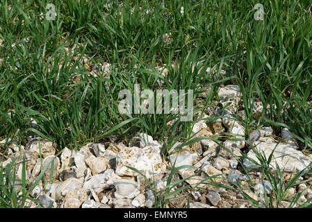 Un giovane raccolto di grano in groiwing molto pietrosa, flint terreno sovrastante chalk, Berkshire, Regno Unito , Aprile Foto Stock