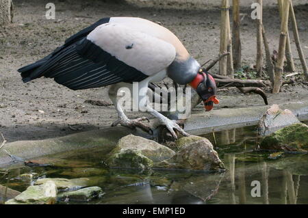 American King Vulture (Sarcoramphus papa) Foto Stock