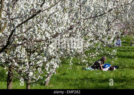 Praga coppia sotto la fioritura dei ciliegi Petrin Hill Park Praga Primavera Repubblica Ceca Praga coppia romantica due amanti Praga City Park Petrin Foto Stock