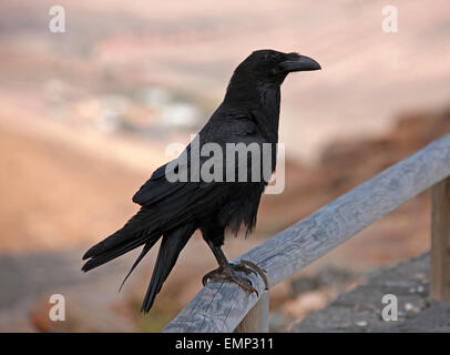 Isole Canarie Raven, Corvus corax jordansi (syn. C. c. tingitanus), Corvidae. Foto Stock