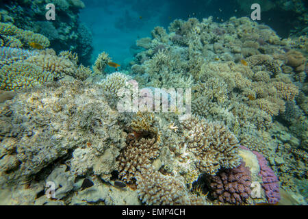 Red Sea Coral reef Foto Stock