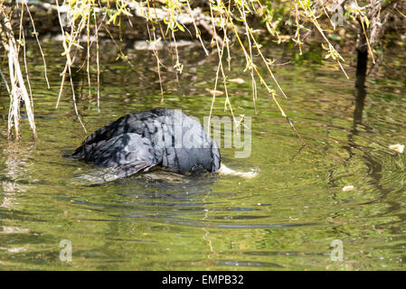 Questa folaga (fulica atra) sta tentando di annegare un Svasso maggiore per arrivare al suo nido con le sue uova e Polli appena schiusi Foto Stock