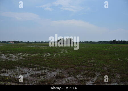 Splendida vista delle acque e delle piante di cocco Foto Stock